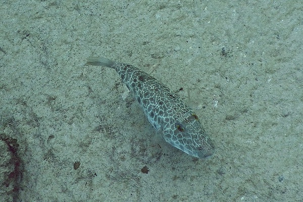 Pufferfish - Checkered Puffer