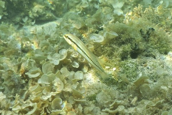 Wrasse - Slippery Dick