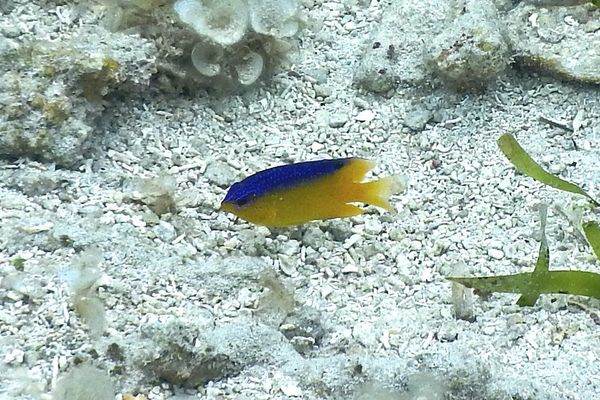 Damselfish - Beaugregory Damselfish