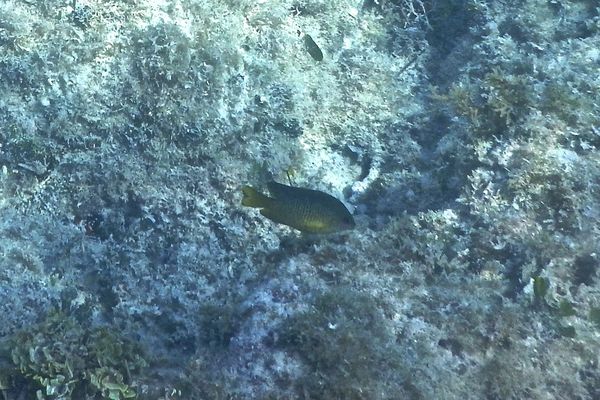 Damselfish - Cocoa damselfish