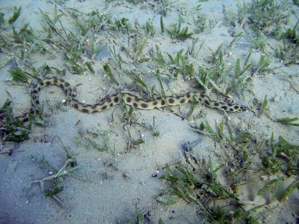 Snake Eels - Tiger Snake Eel