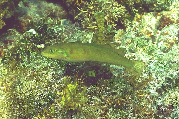 Wrasse - Blackear Wrasse