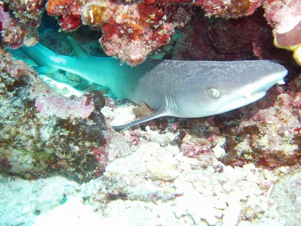 Sharks - Whitetip Reef Shark