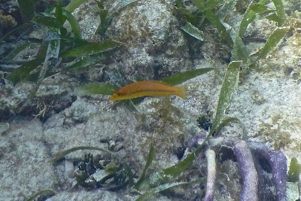 Wrasse - Yellowhead Wrasse