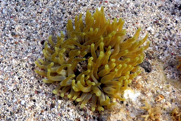 Anemones - Giant Sea Anemone