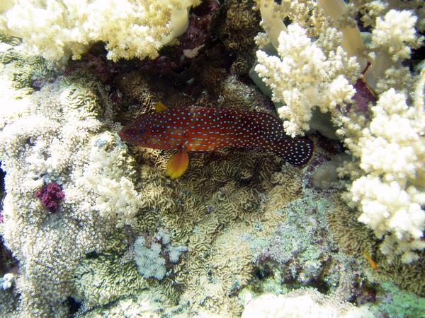 Groupers - Coral Grouper