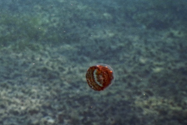 Jellyfish - Thimble Jellyfish