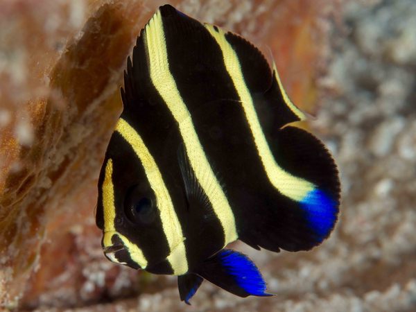 Angelfish - Gray Angelfish