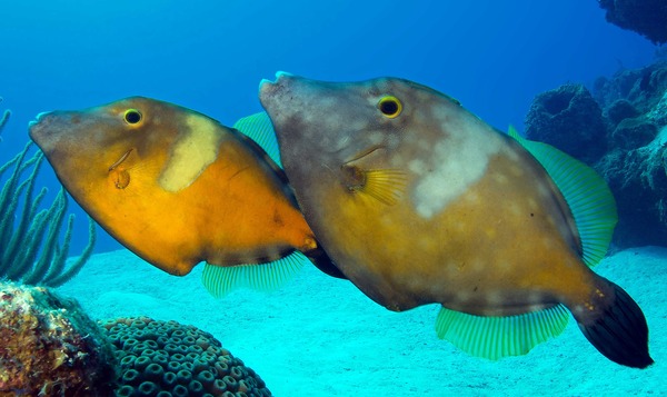 Filefish - Whitespotted Filefish