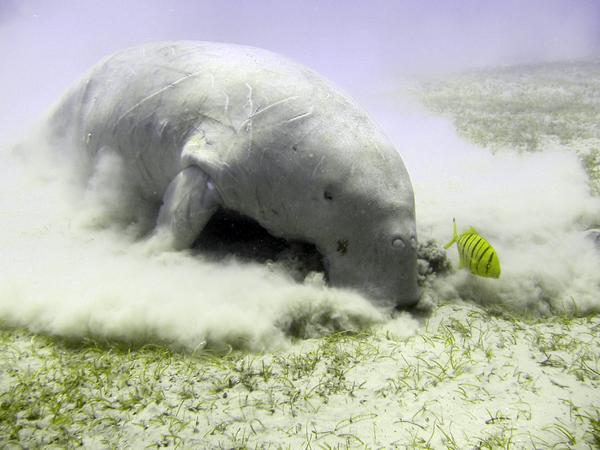 Sea Cows - Dugong