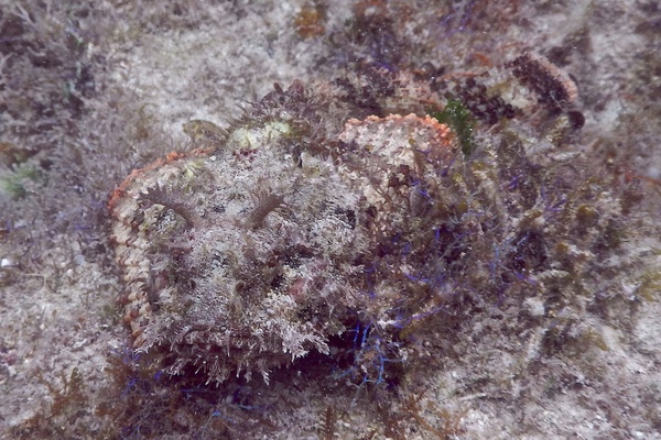 Scorpionfish - Plumed Scorpionfish