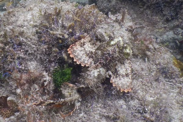 Scorpionfish - Plumed Scorpionfish