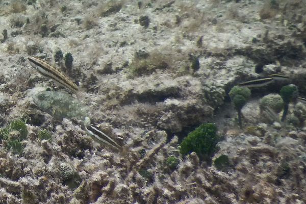 Wrasse - Clown Wrasse