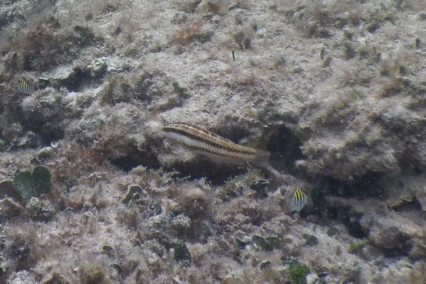 Wrasse - Clown Wrasse