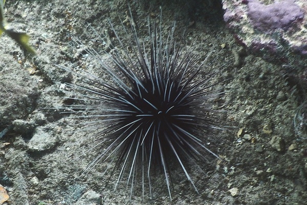 Sea Urchins - Longspine Sea Urchin