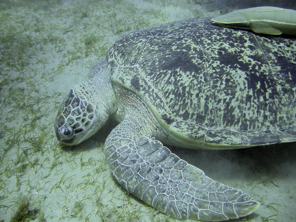 Turtle - Green Sea Turtle