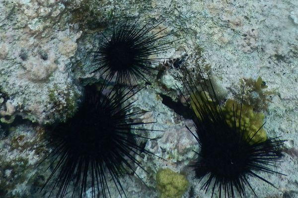 Sea Urchins - Longspine Sea Urchin