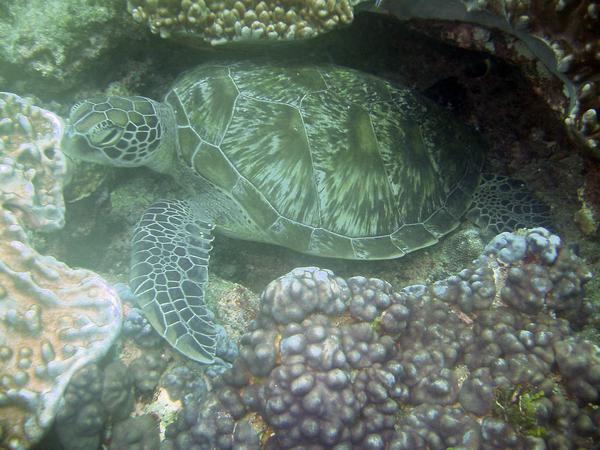 Turtle - Green Sea Turtle