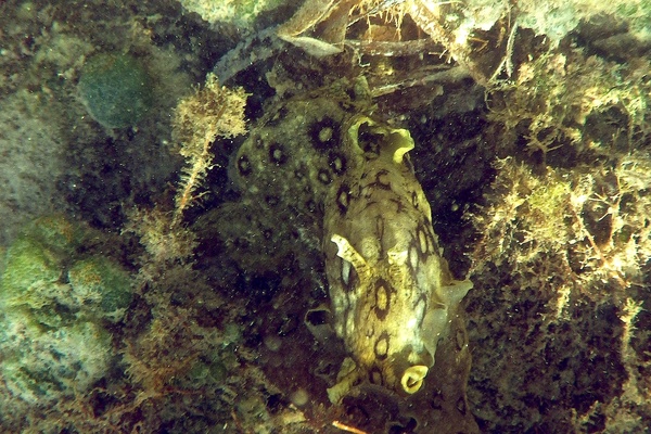 Sea Hare - Spotted Sea Hare