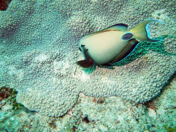 Surgeonfish - Lieutenant Surgeonfish