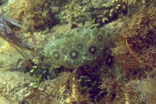 Sea Hare - Spotted Sea Hare