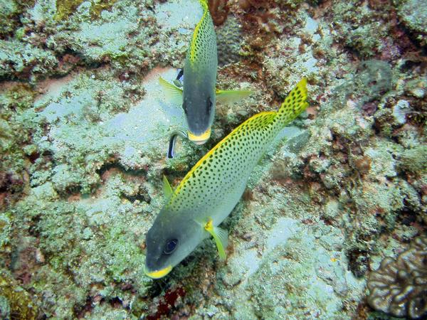 Grunts - Blackspotted Sweetlips