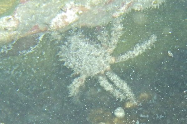 Spider Crabs - Channel Clinging Crab