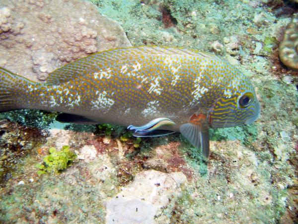 Goldspotted Sweetlips