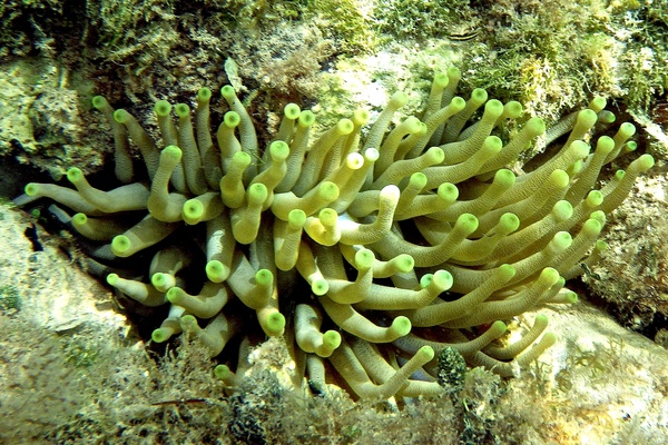 Anemones - Giant Sea Anemone