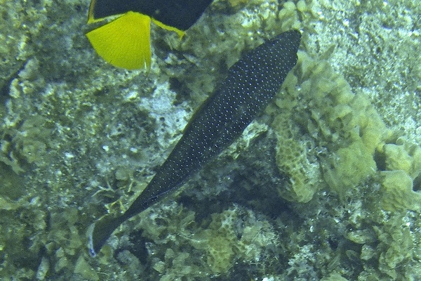 Groupers - Coney/Brown variation