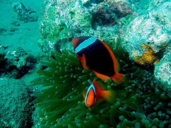 Damselfish - Tomato Anemonefish