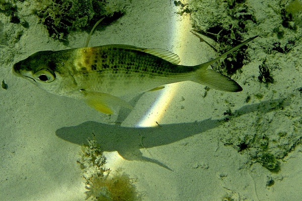 Mojarras - Yellowfin Mojarra