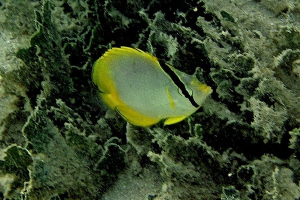 Butterflyfish - Spotfin Butterflyfish