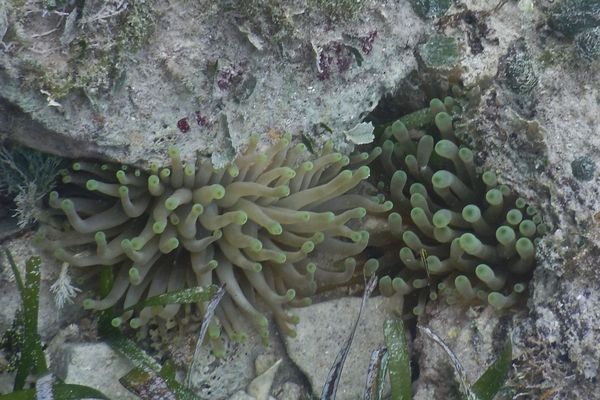 Anemones - Giant Sea Anemone