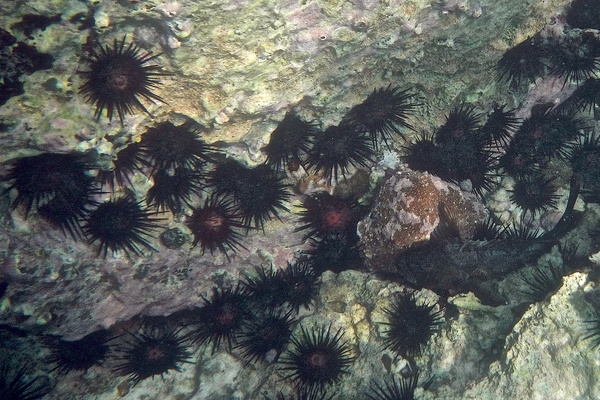 Sea Urchins - Rock Boring Urchin