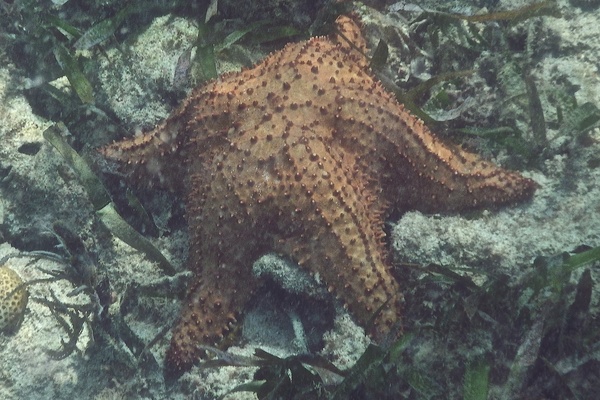 Starfish - Cushion Sea Star