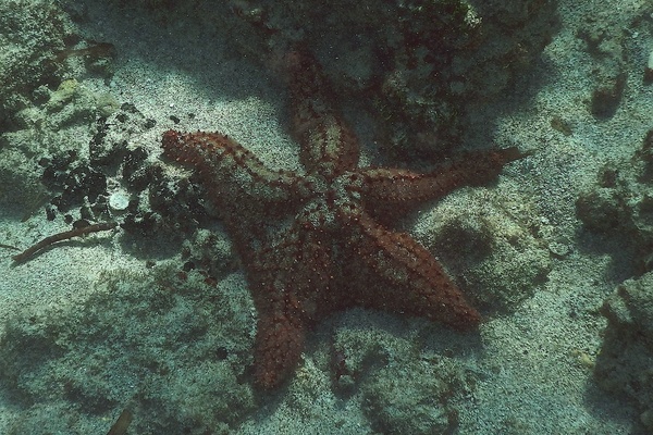 Starfish - Cushion Sea Star