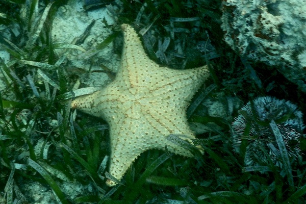 Starfish - Cushion Sea Star