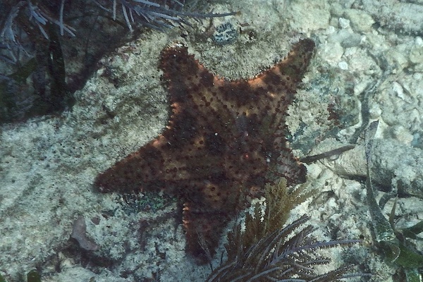 Starfish - Cushion Sea Star