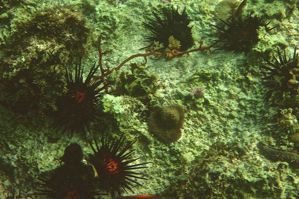 Sea Urchins - Rock Boring Urchin