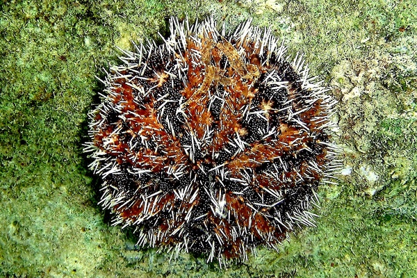 Sea Urchins - Variegated Sea Urchin