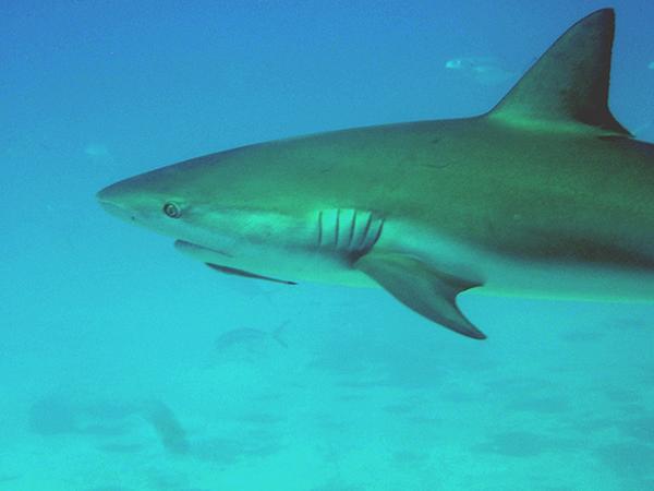 Sharks - Caribbean Reef Shark