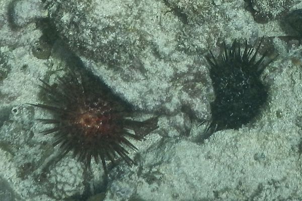 Sea Urchins - Rock Boring Urchin