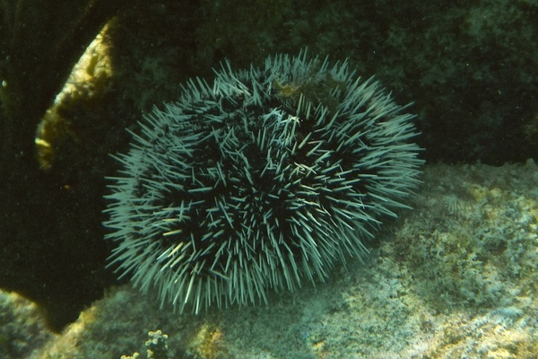 Sea Urchins - West Indian Sea Egg