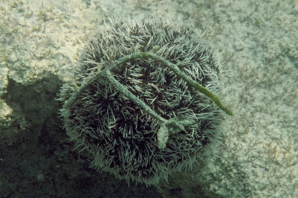 Sea Urchins - West Indian Sea Egg