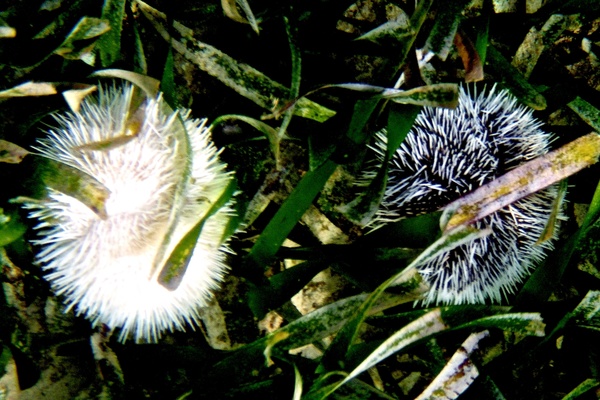 Sea Urchins - West Indian Sea Egg