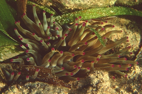 Anemones - Giant Sea Anemone