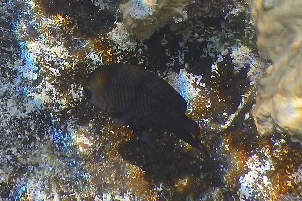 Damselfish - Beaugregory Damselfish