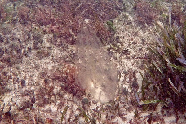 Jellyfish - Sea Walnut