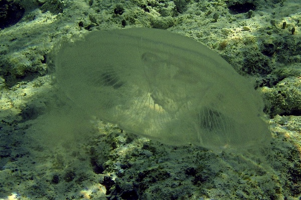 Jellyfish - Moon Jelly